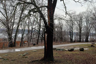 A tree with open bark after a lightning strike