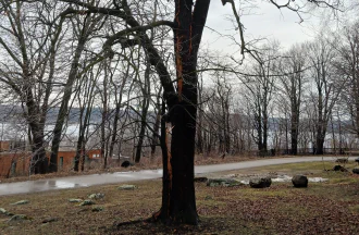 A tree with open bark after a lightning strike